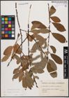 Foto von Salix caprea L. x Salix cinerea L.